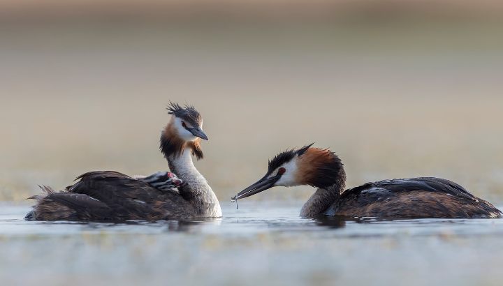 Les oiseaux du fond du golfe